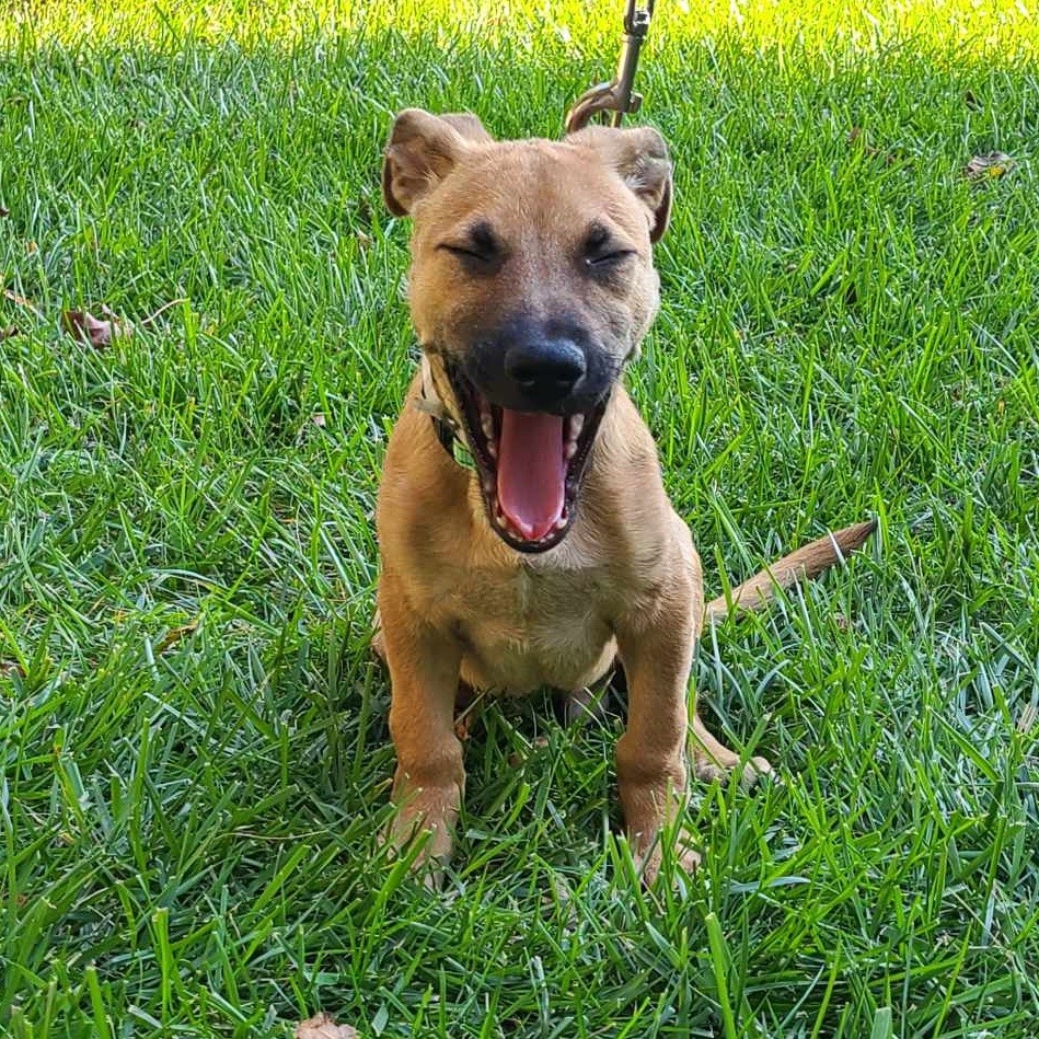 Dog for adoption Maxwell, a Shepherd in Winchester , VA Petfinder