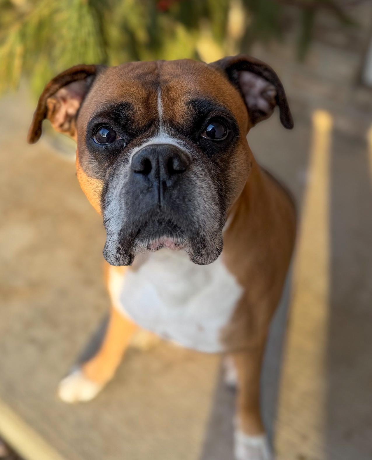 Luke, a ADOPTABLE Boxer in Green Bay, WI image 3/4