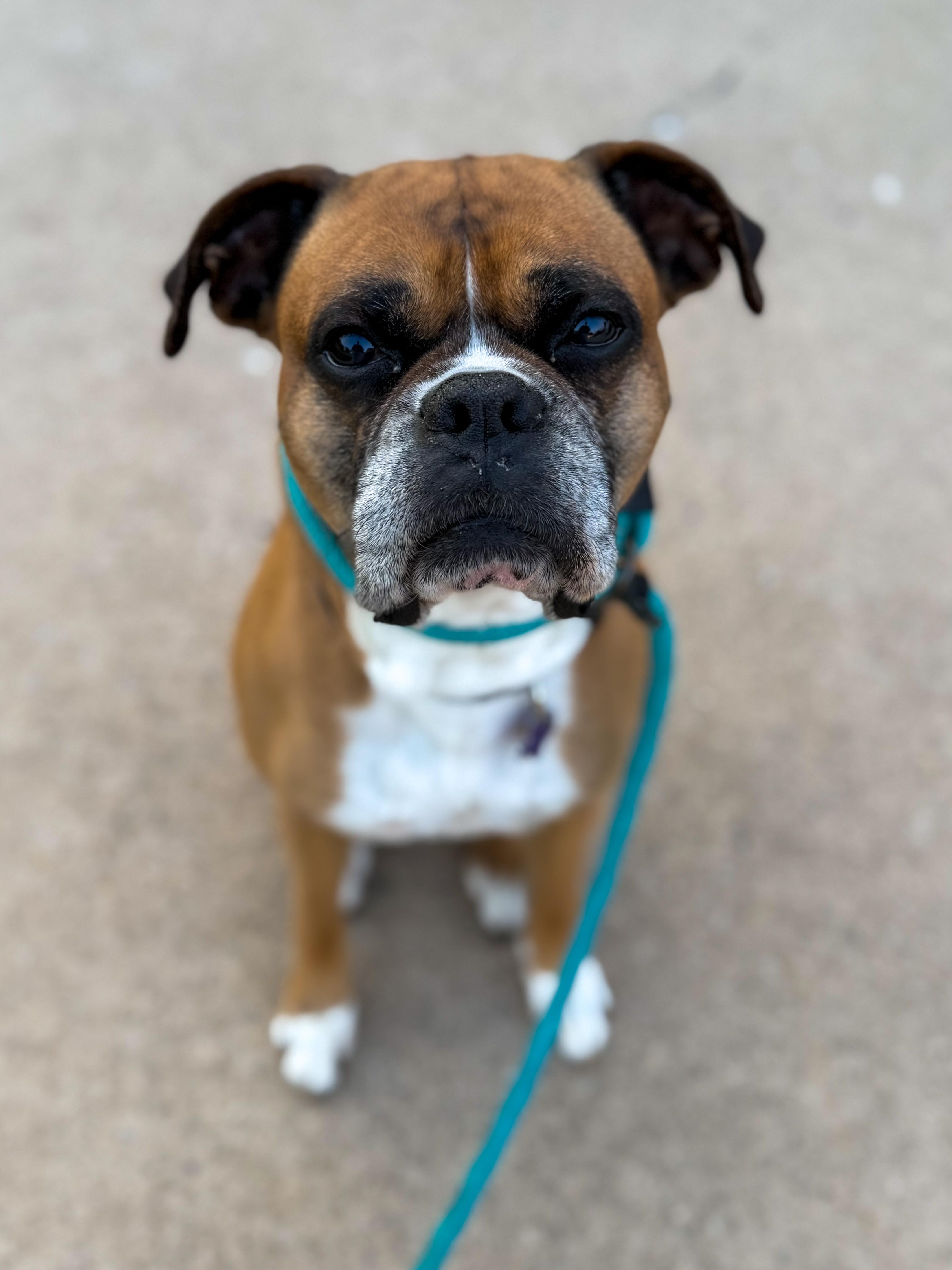 Luke, a ADOPTABLE Boxer in Green Bay, WI image 2/4