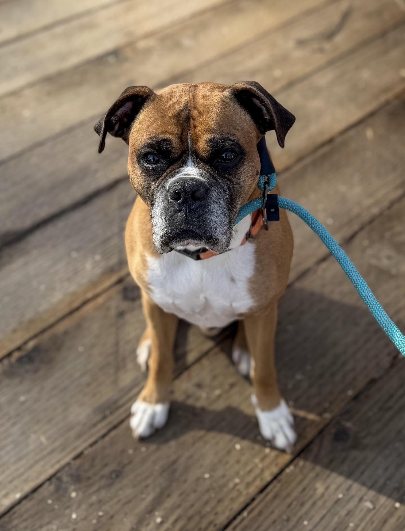 Luke, a ADOPTABLE Boxer in Green Bay, WI image 4/4