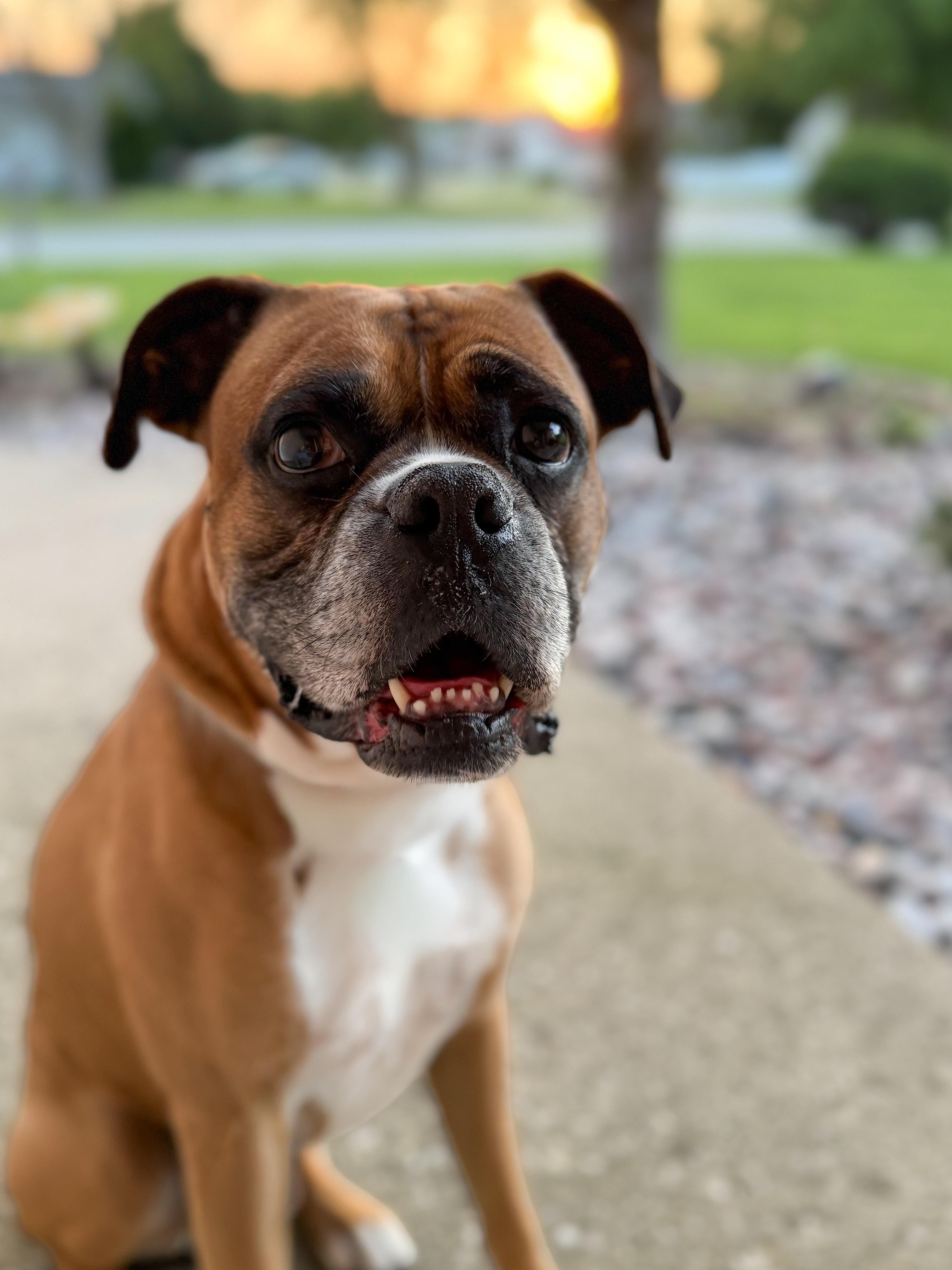 Luke, a ADOPTABLE Boxer in Green Bay, WI image 1/4