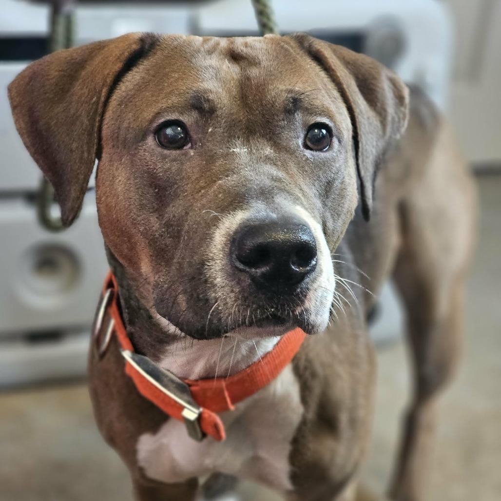 TNGC-Stray-1045, Adoptable, Young Female Mixed Breed.