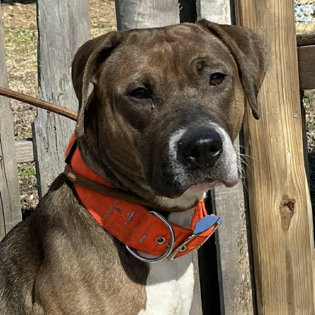 Melody, a Adoptable Mixed Breed in Pulaski, TN image 1/2