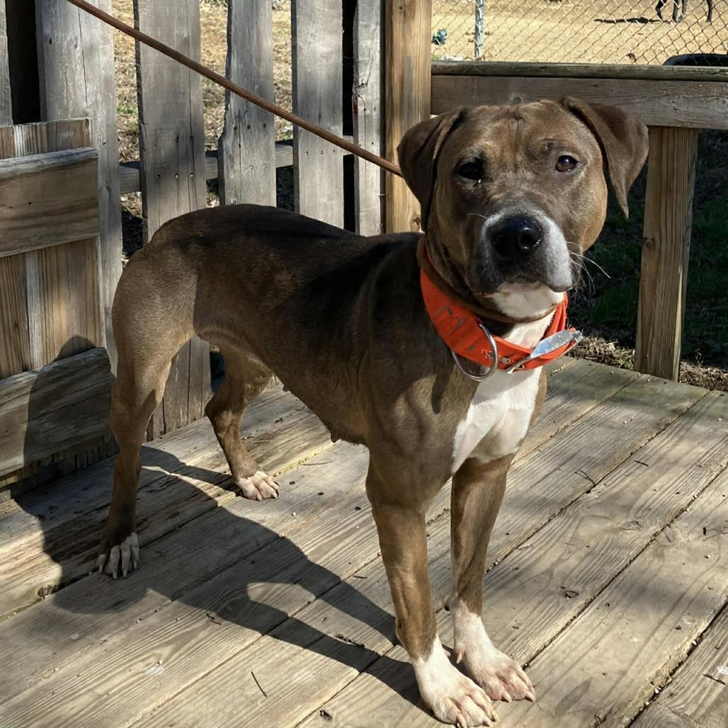 Melody, a Adoptable Mixed Breed in Pulaski, TN image 2/2