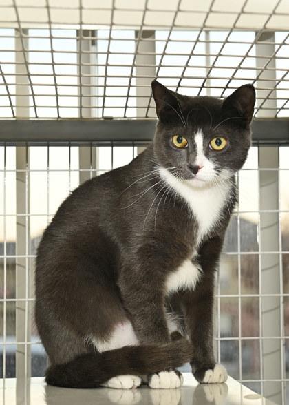 Enlarge Dao Noi, a Adoptable mixed breed in Baton Rouge, LA image 2/2