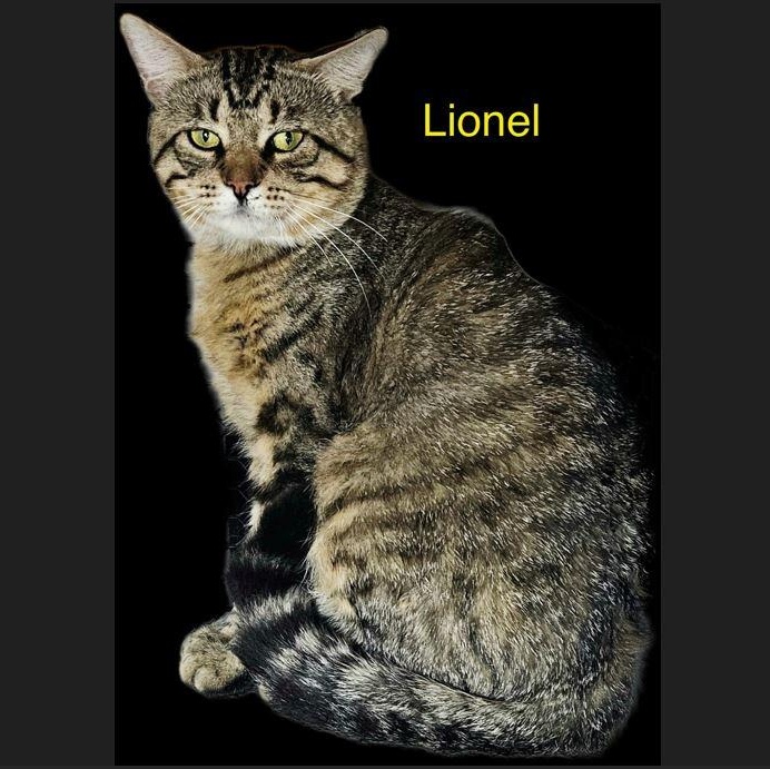 Lionel, Adoptable, Adult Male Domestic Short Hair.