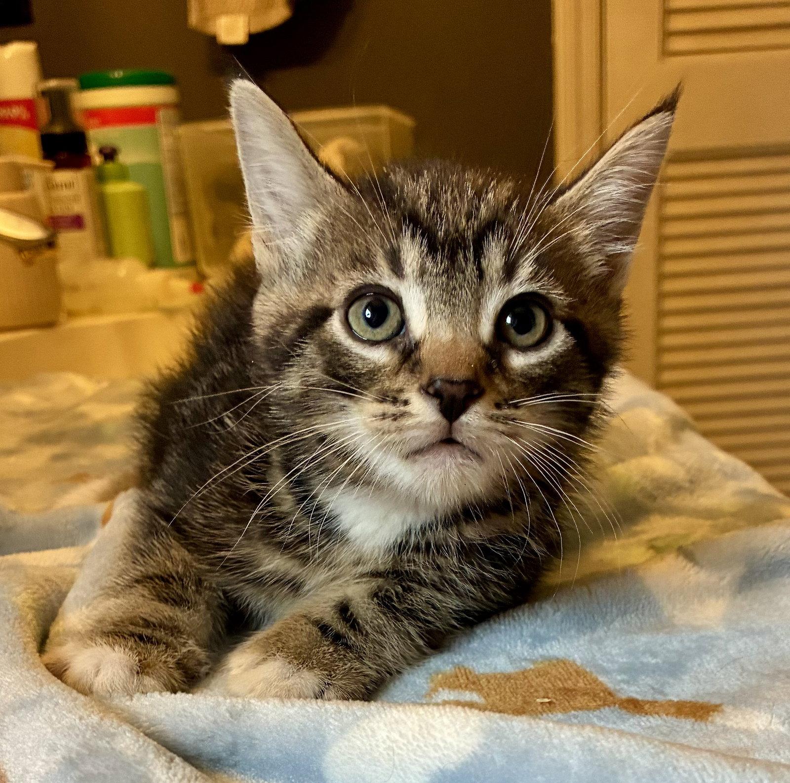 Callisto, a Adopted mixed breed in Lexington, SC image 1/3