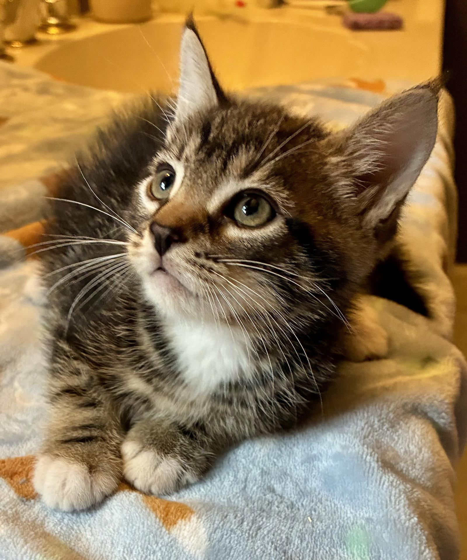Callisto, a Adopted mixed breed in Lexington, SC image 2/3