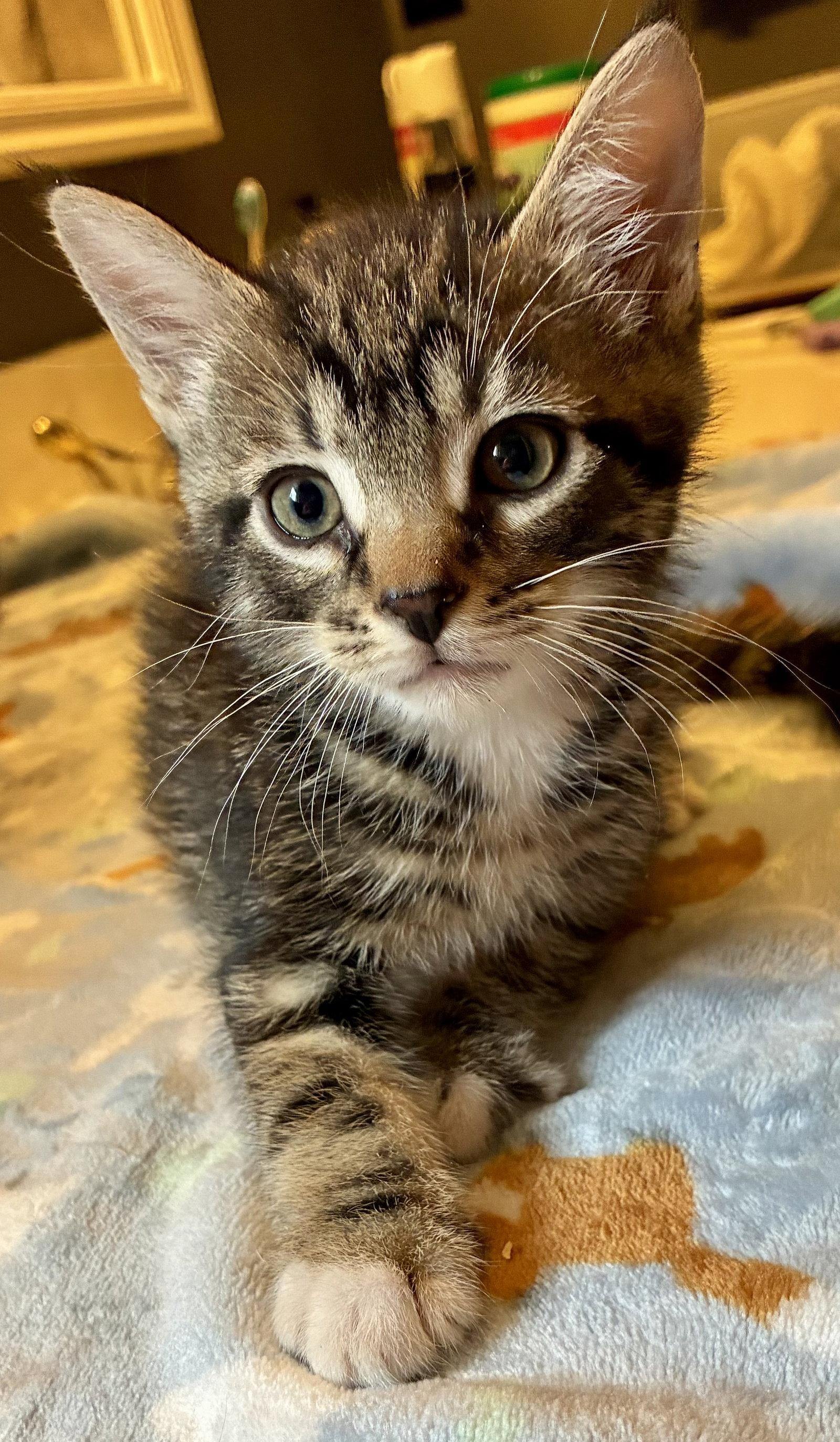 Callisto, a Adopted mixed breed in Lexington, SC image 3/3