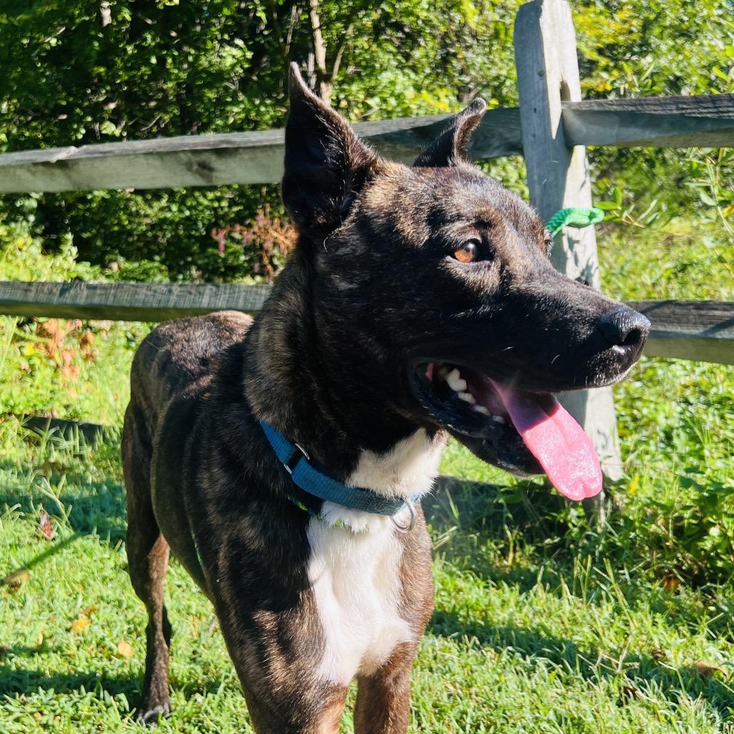 Glenn, Adoptable, Adult Male Mixed Breed.