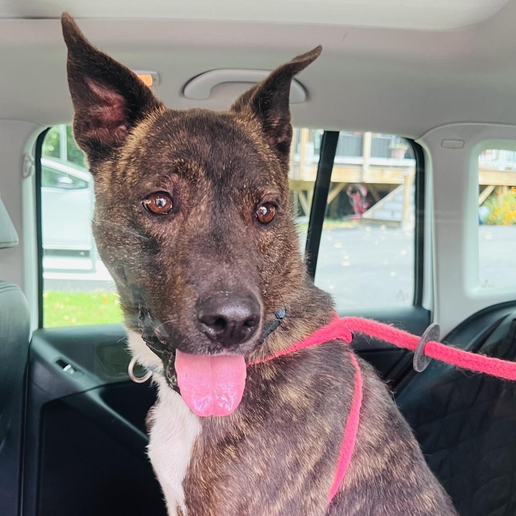 Enlarge Glenn, a Adoptable Mixed Breed in Fredericksburg, VA image 2/5
