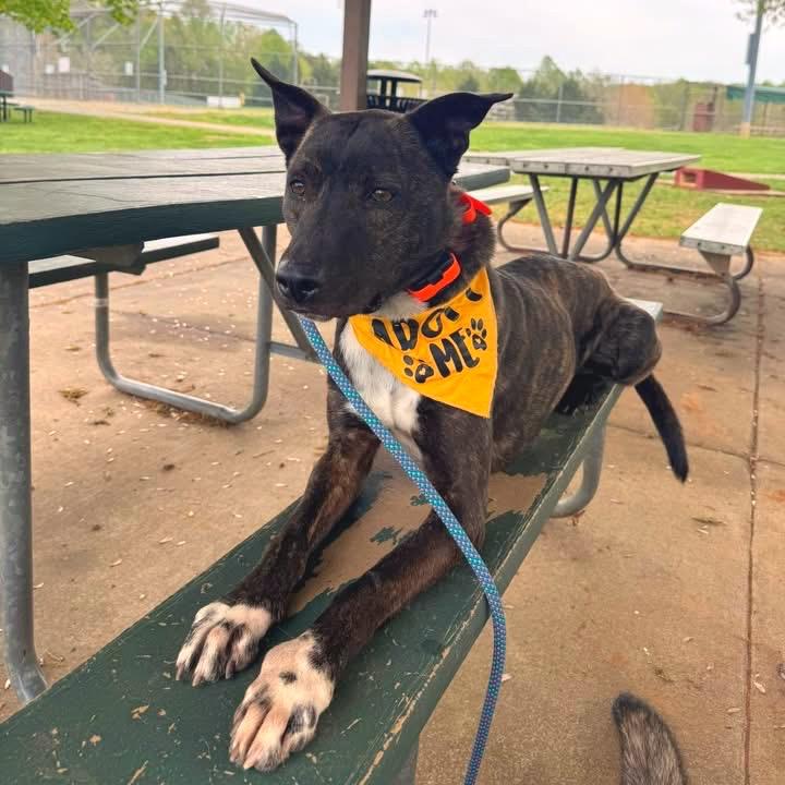 Glenn, Adoptable, Adult Male Mixed Breed.