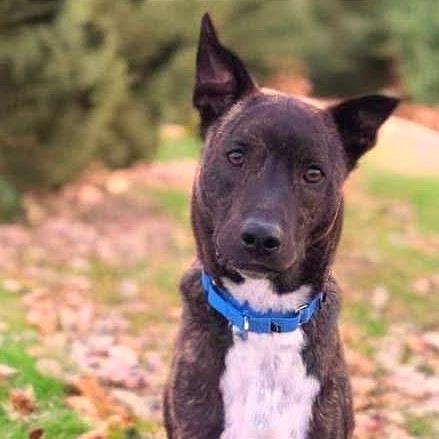 Enlarge Glenn, a Adoptable Mixed Breed in Fredericksburg, VA image 2/6