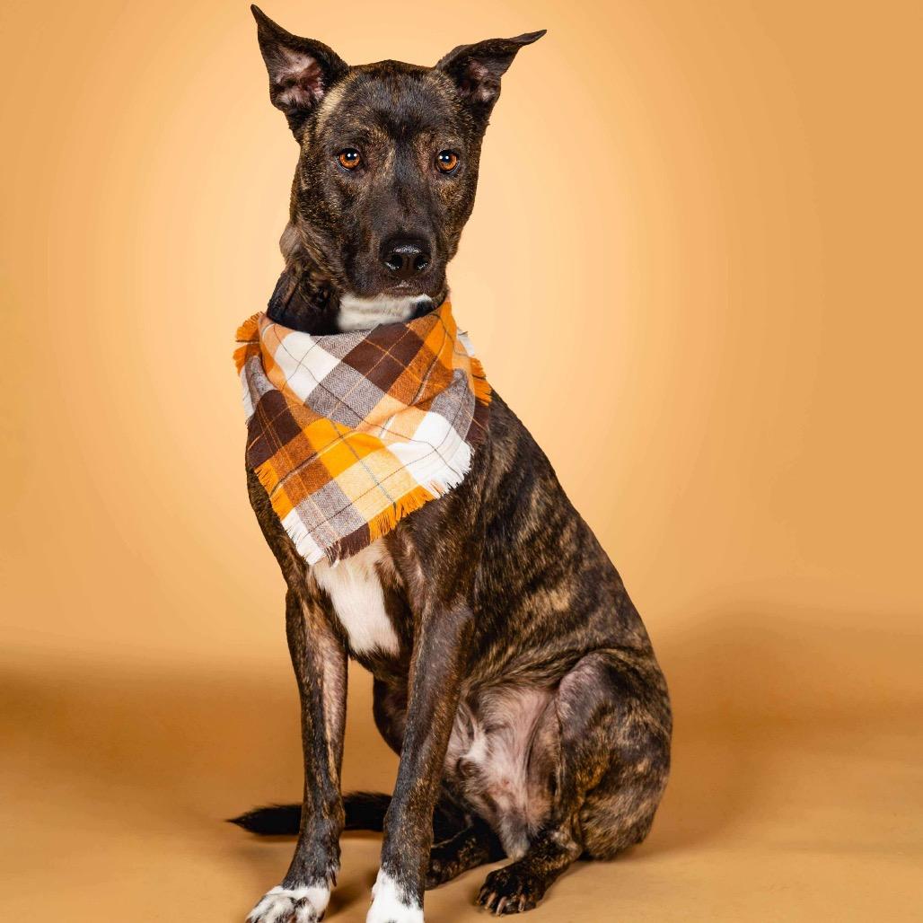 Enlarge Glenn, a Adoptable Mixed Breed in Fredericksburg, VA image 3/6