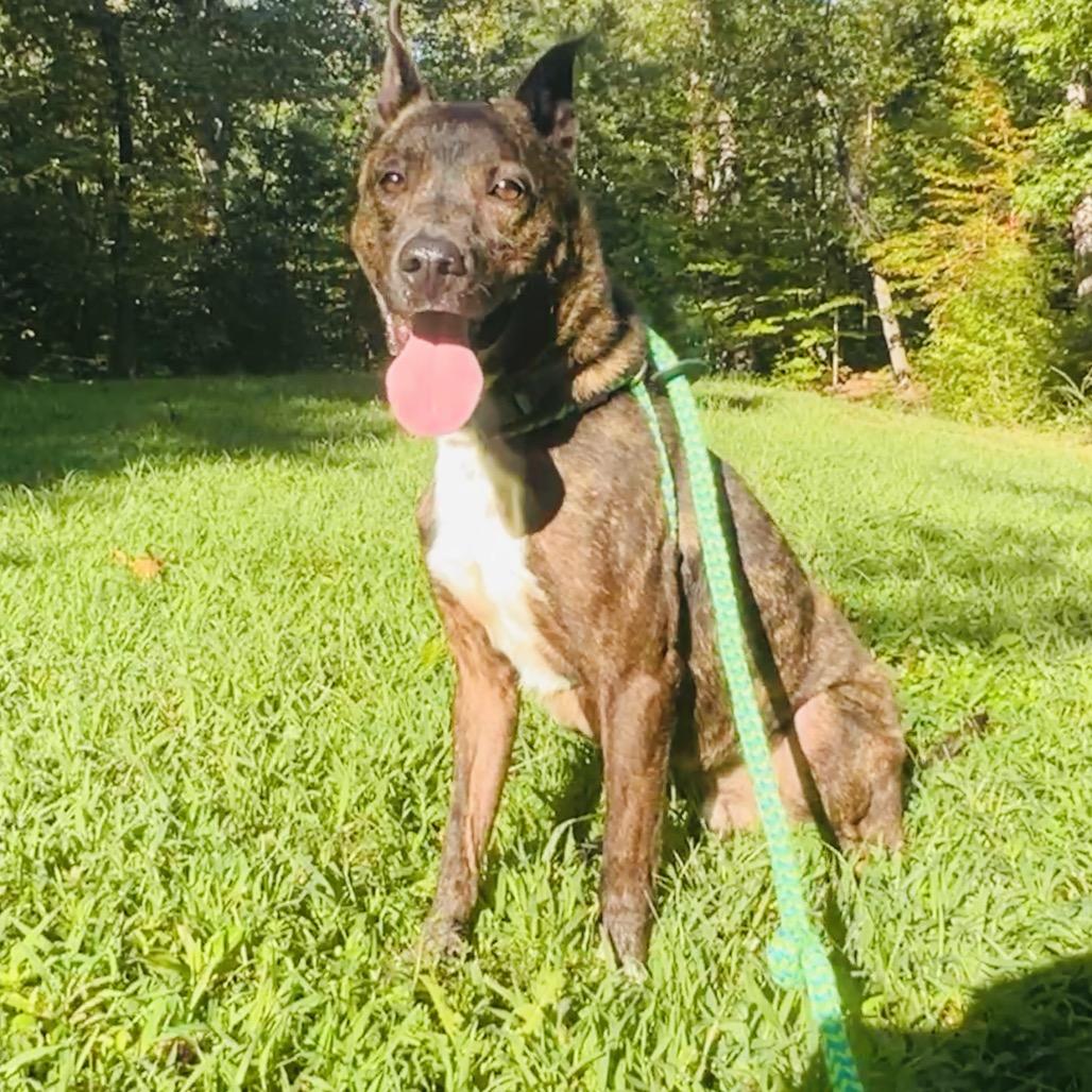Enlarge Glenn, a Adoptable Mixed Breed in Fredericksburg, VA image 2/4