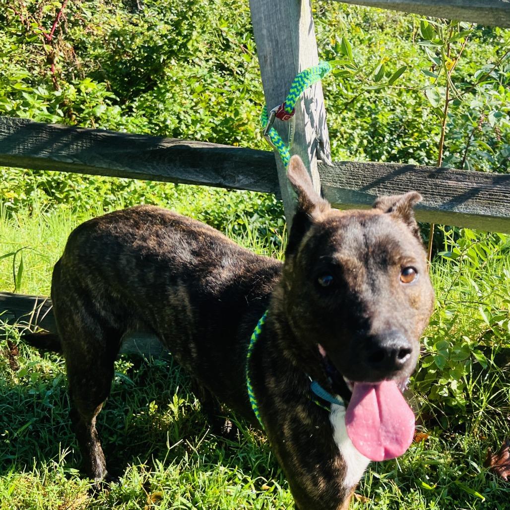 Enlarge Glenn, a Adoptable Mixed Breed in Fredericksburg, VA image 3/4