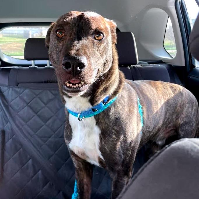 Enlarge Glenn, a Adoptable Mixed Breed in Fredericksburg, VA image 5/6