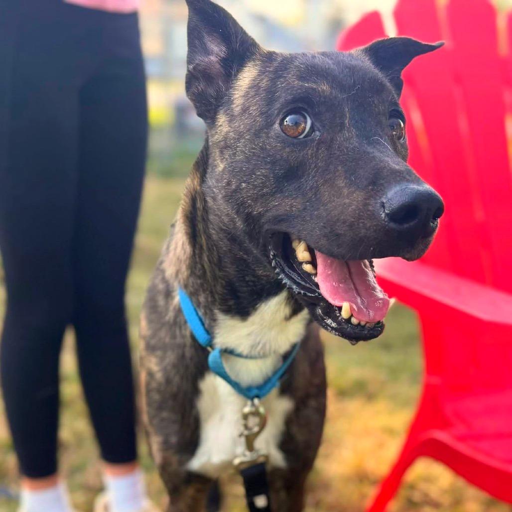 Enlarge Glenn, a Adoptable Mixed Breed in Fredericksburg, VA image 6/6