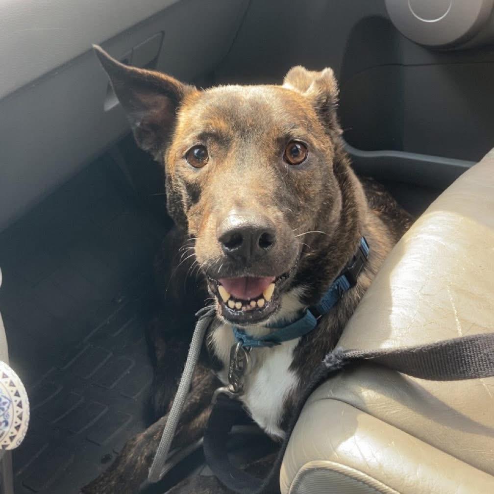 Enlarge Glenn, a Adoptable Mixed Breed in Fredericksburg, VA image 1/1