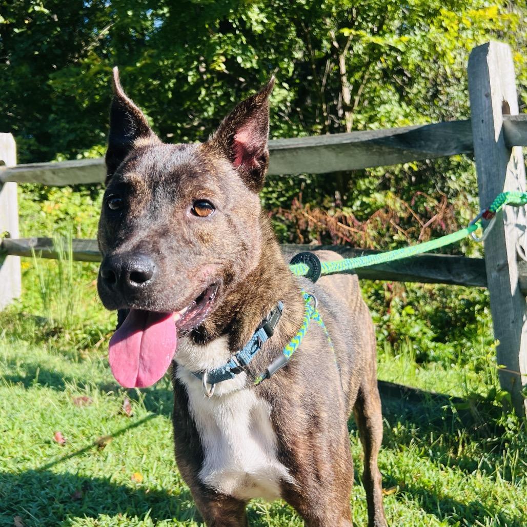 Enlarge Glenn, a Adoptable Mixed Breed in Fredericksburg, VA image 4/5