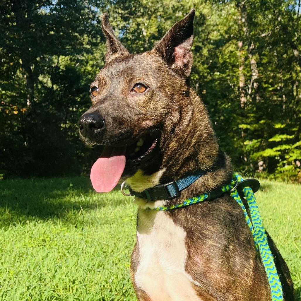 Enlarge Glenn, a Adoptable Mixed Breed in Fredericksburg, VA image 4/4