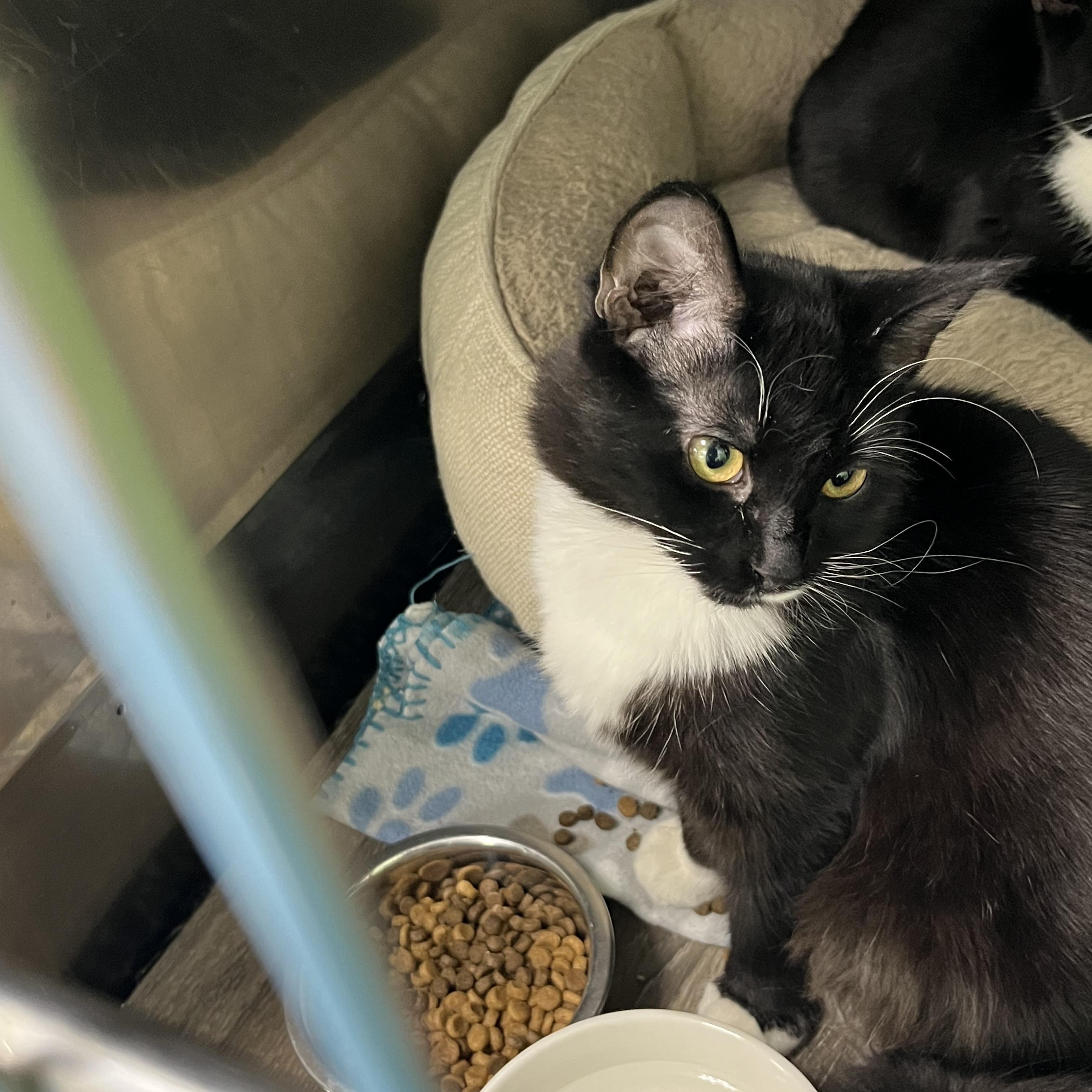 Enlarge Misty, a ADOPTABLE Tabby in Pompton Plains, NJ image 1/1