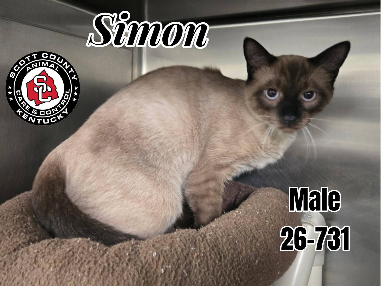 Simon, Adopted, Adult Male Siamese & Domestic Short Hair.