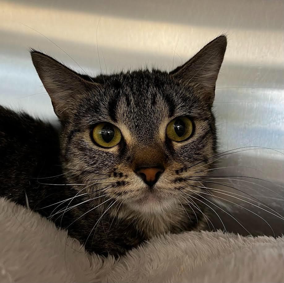 Enlarge Cleopatra, a Adoptable mixed breed in Logan, UT image 1/1