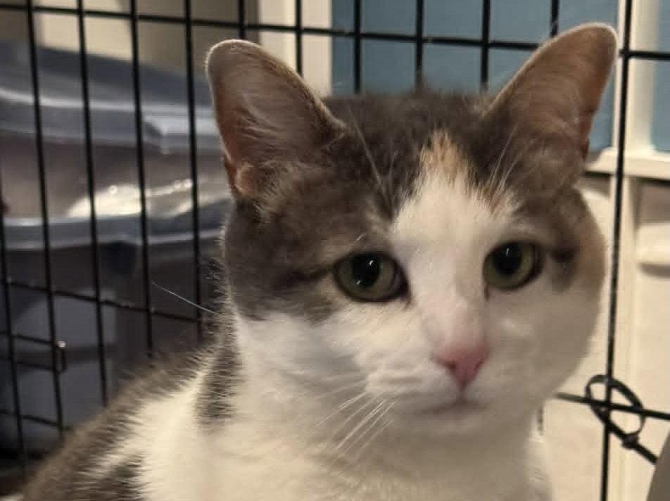 Sophie, Adopted, Young Female Dilute Calico.