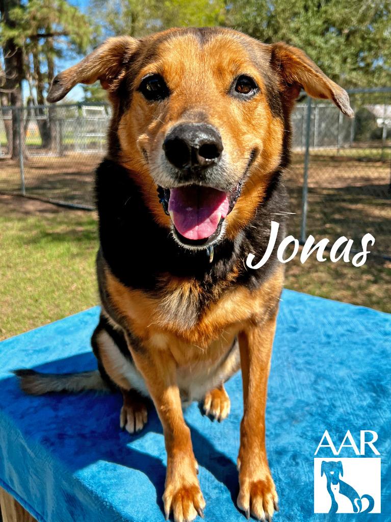 Jonas, Adoptable, Senior Male Shepherd.