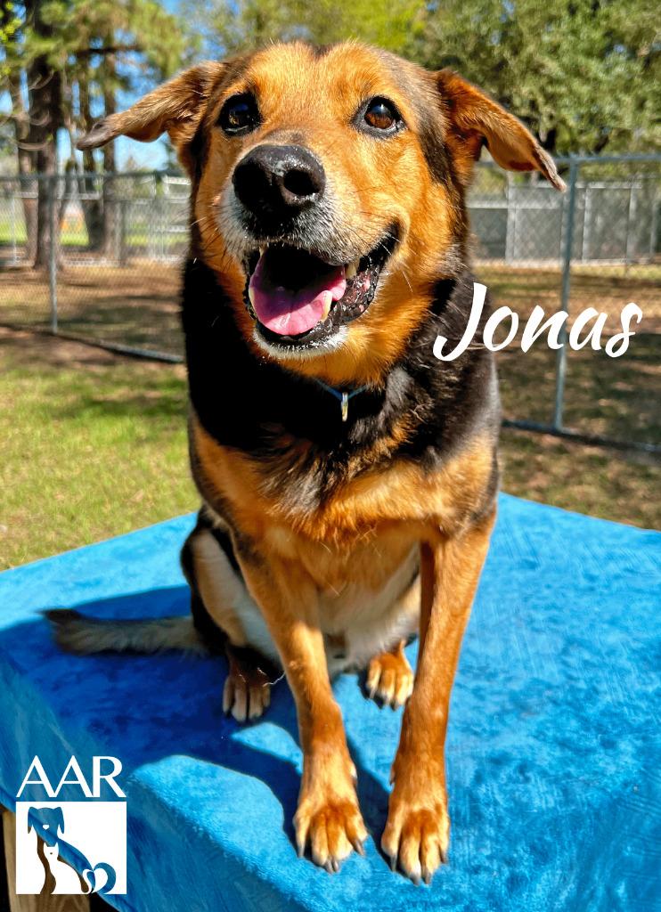 Jonas, a Adoptable mixed breed in Magnolia, TX image 4/6