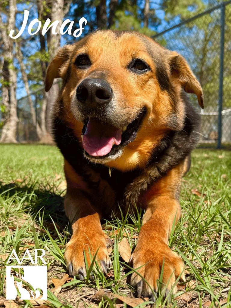 Jonas, a Adoptable mixed breed in Magnolia, TX image 6/6