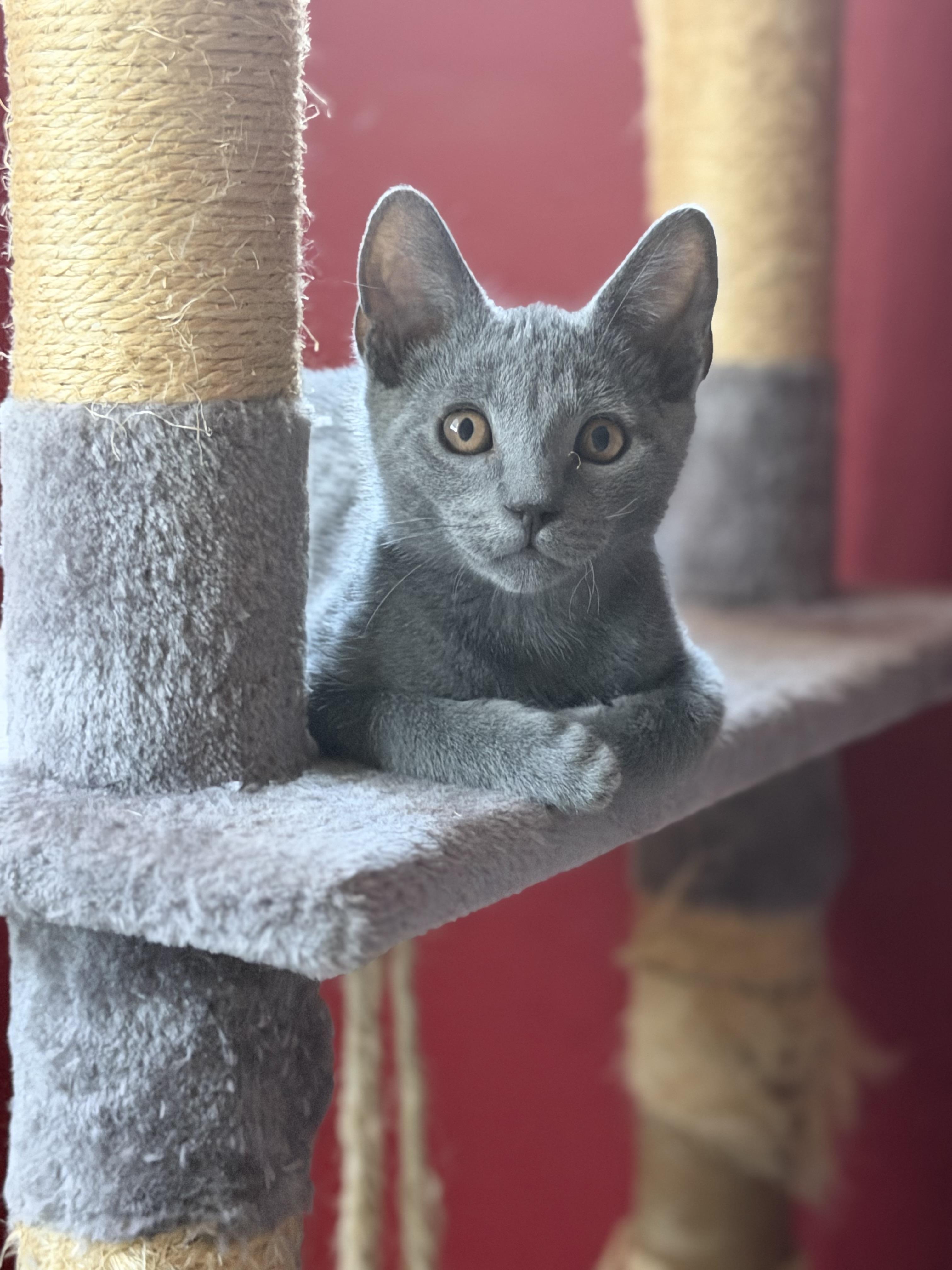 Kiki, ADOPTABLE, Kitten Male Domestic Short Hair.