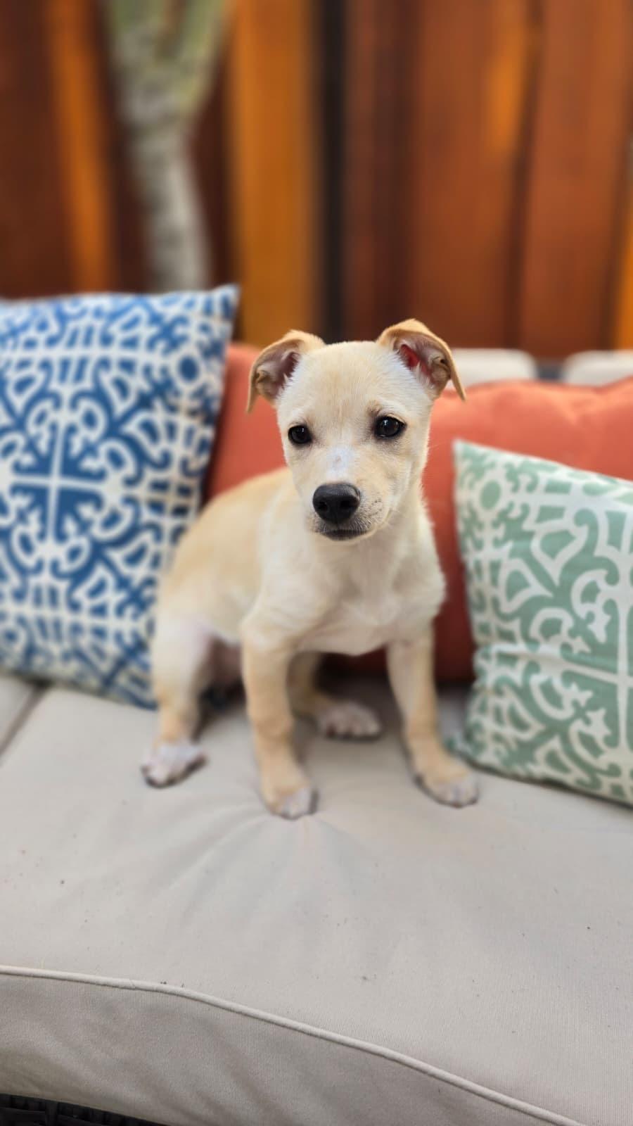 Leche, ADOPTABLE, Puppy Female Labrador Retriever & Chihuahua.