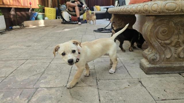 Leche, a ADOPTABLE mixed breed in san ramon, CA image 3/6