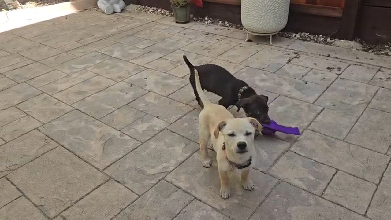 Enlarge Leche, a ADOPTABLE mixed breed in san ramon, CA video 6/6