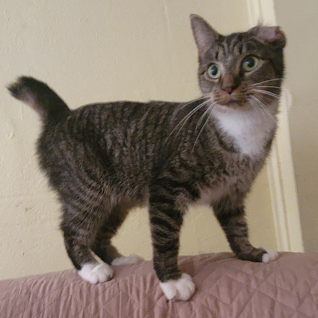 Mittens @ Pawz Pet thumbnail 3