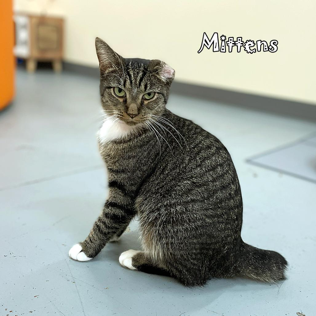 Mittens @ Pawz Pet thumbnail 4