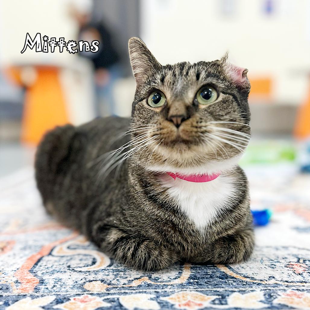 Mittens @ Pawz Pet thumbnail 5