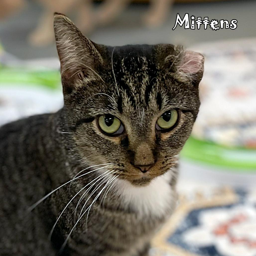 Mittens @ Pawz Pet thumbnail 7