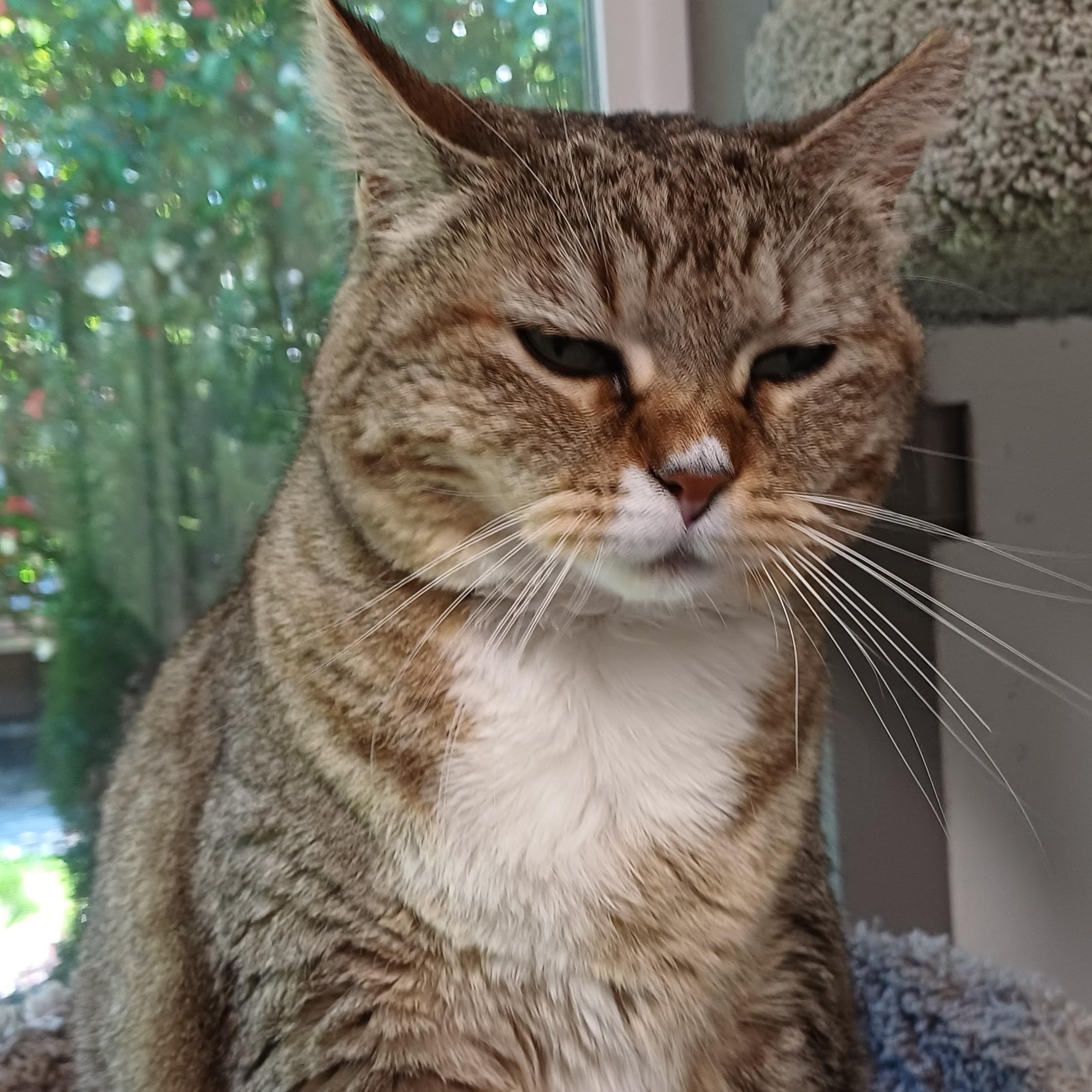 Enlarge Big Bertha, a ADOPTABLE Domestic Short Hair in Renton , WA image 4/6