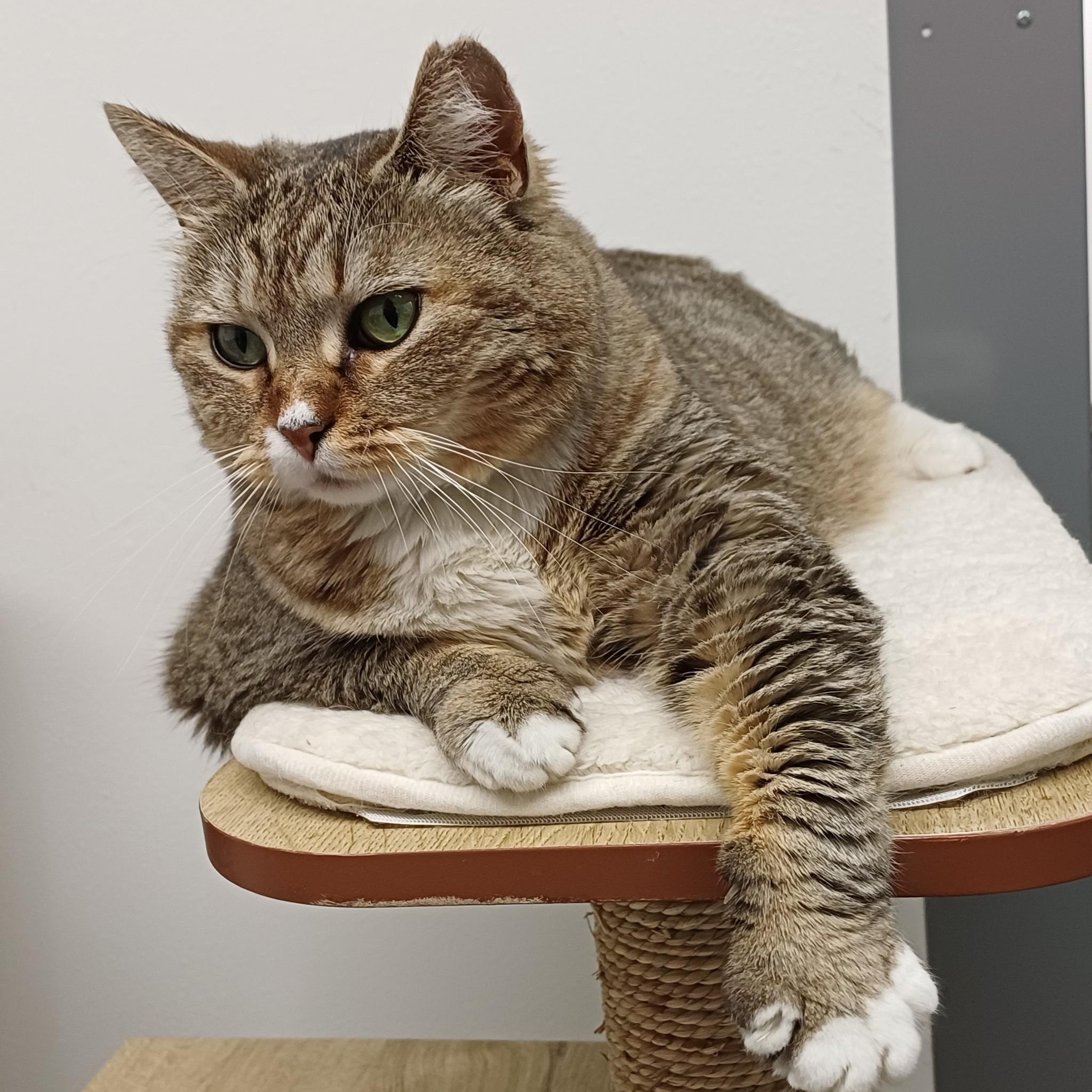 Enlarge Big Bertha, a ADOPTABLE Domestic Short Hair in Renton , WA image 2/6