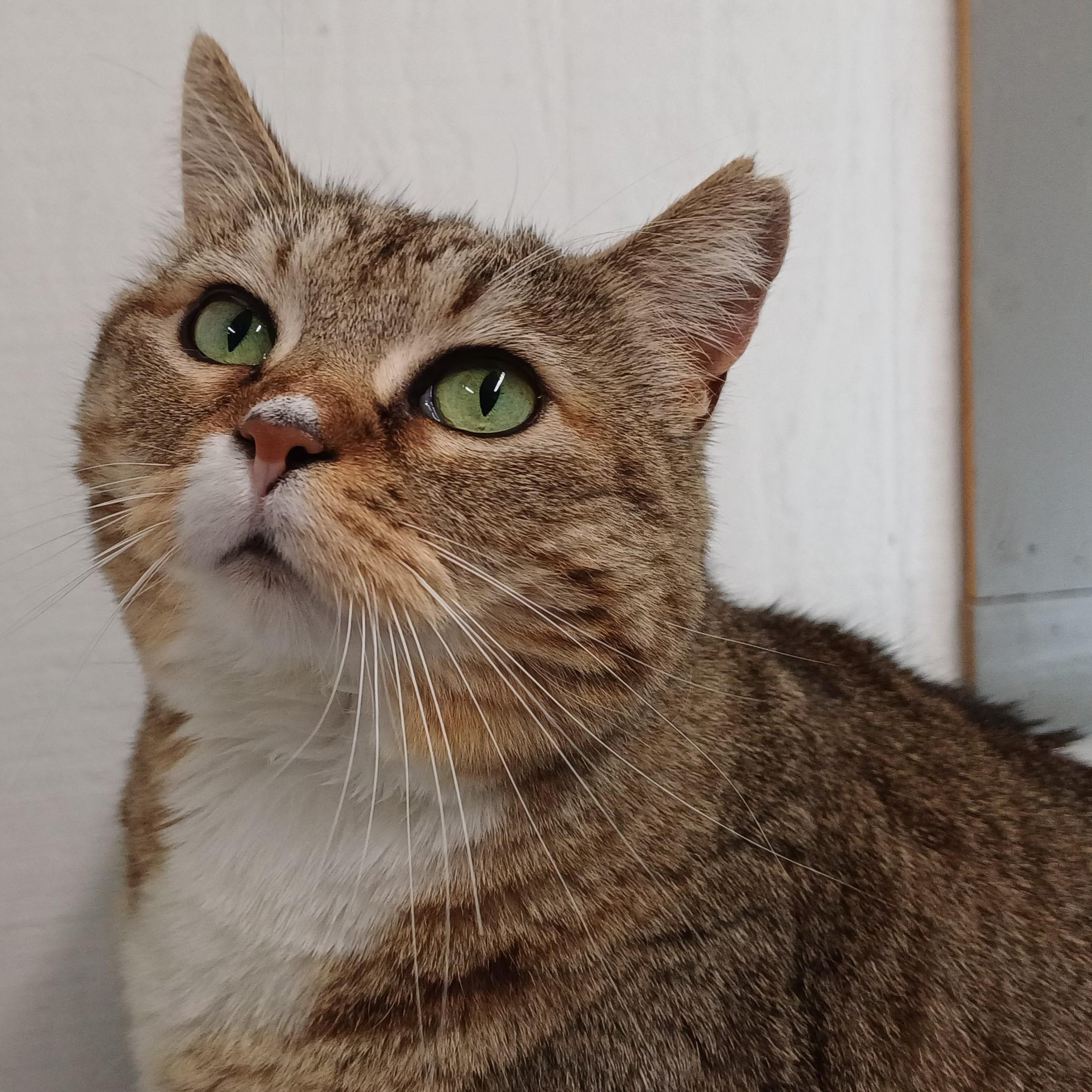Enlarge Big Bertha, a ADOPTABLE Domestic Short Hair in Renton , WA image 1/6