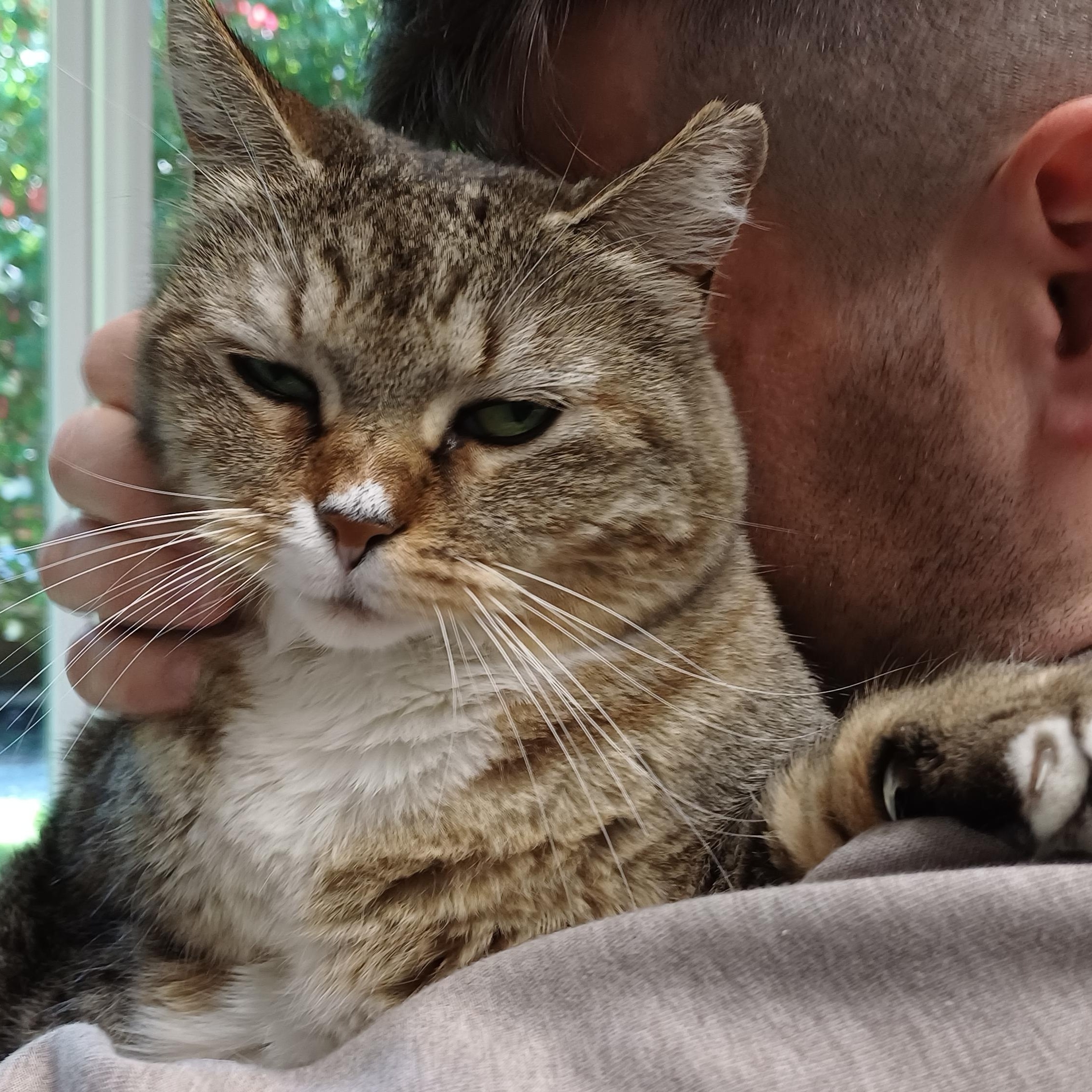 Enlarge Big Bertha, a ADOPTABLE Domestic Short Hair in Renton , WA image 6/6
