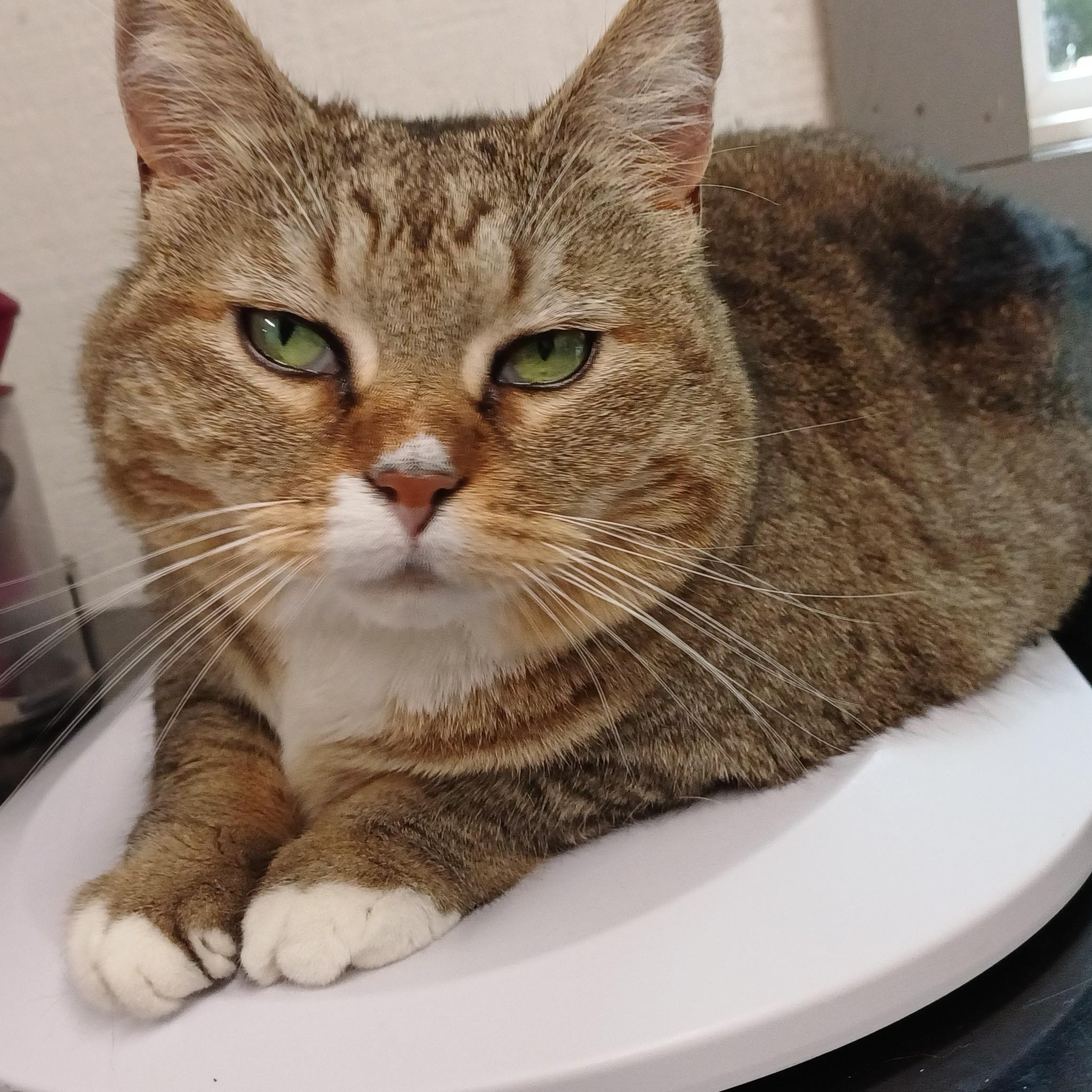 Enlarge Big Bertha, a ADOPTABLE Domestic Short Hair in Renton , WA image 5/6