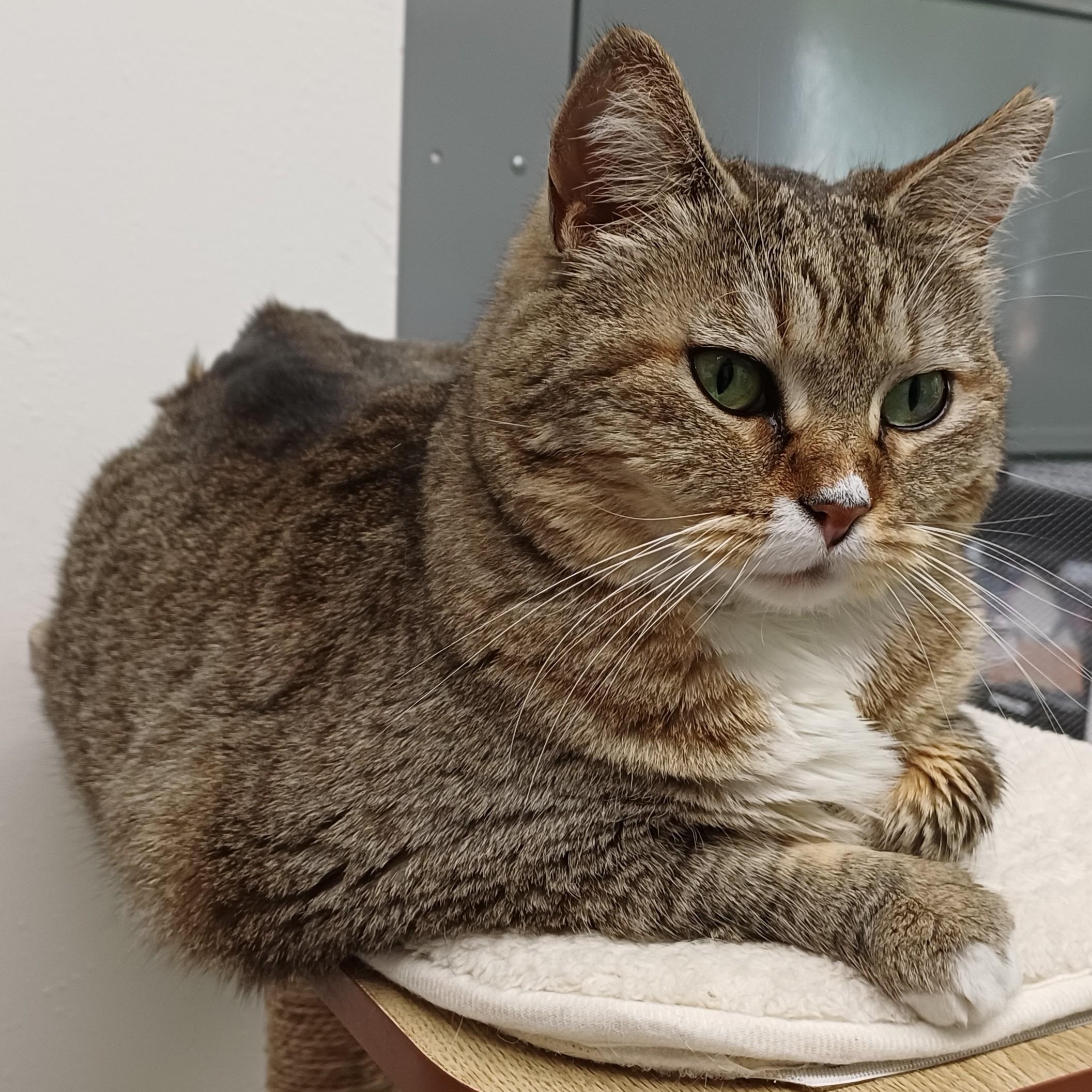 Enlarge Big Bertha, a ADOPTABLE Domestic Short Hair in Renton , WA image 3/6