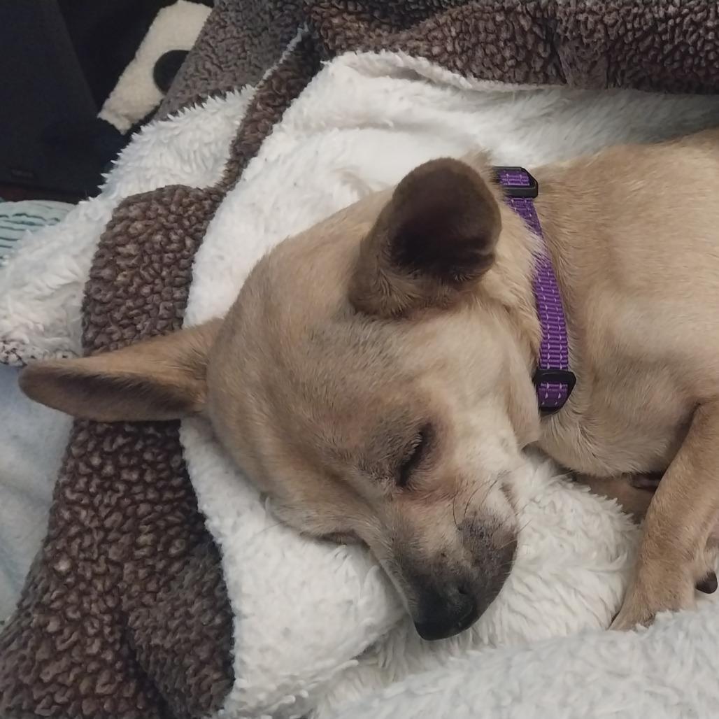 Parker, Adoptable, Senior Female Mixed Breed.