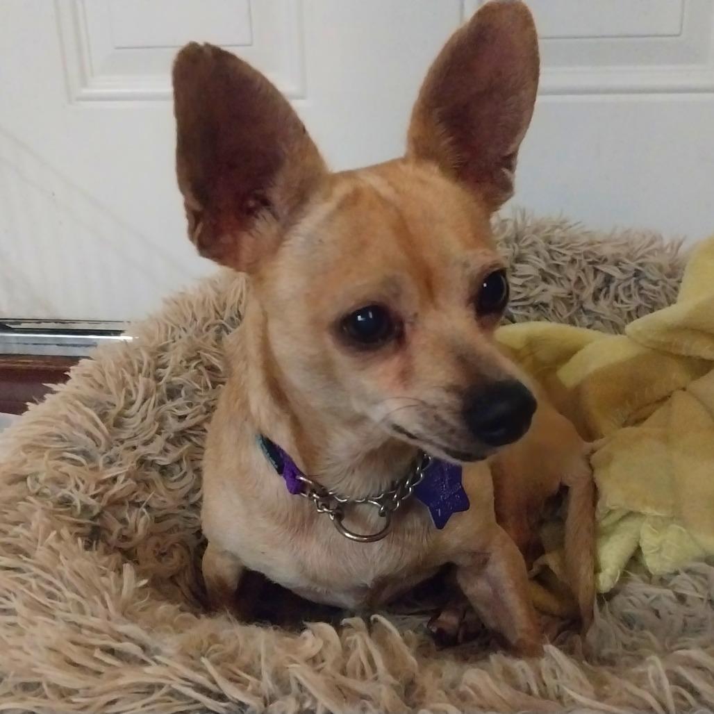 Enlarge Parker, a Adoptable Mixed Breed in San Francisco, CA image 2/3