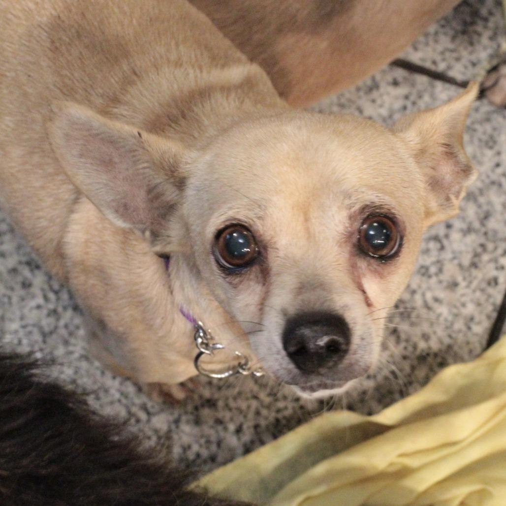 Enlarge Parker, a Adoptable Mixed Breed in San Francisco, CA image 3/3