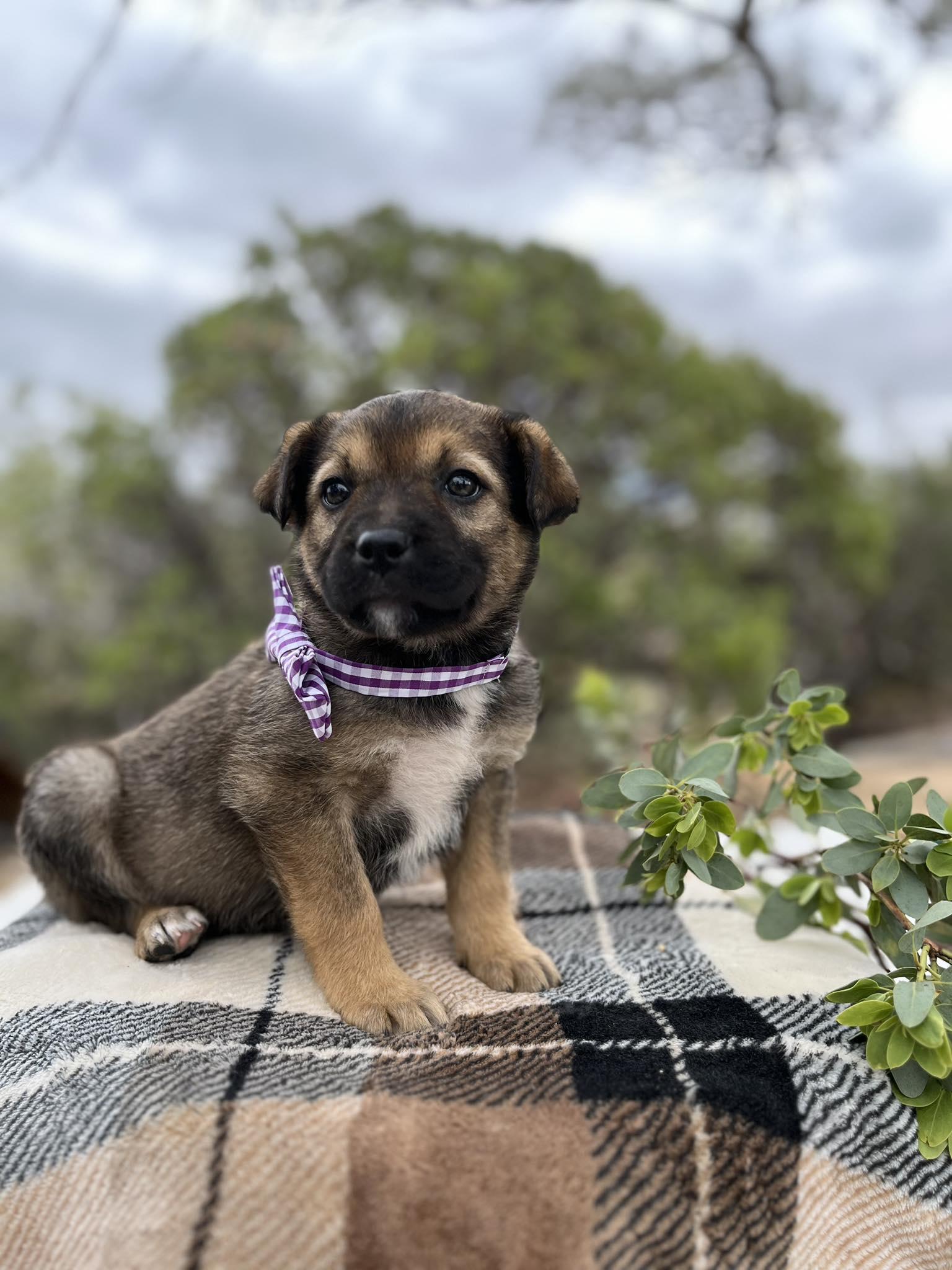 Enlarge Smooches, a Adoptable mixed breed in Anza, CA image 1/1